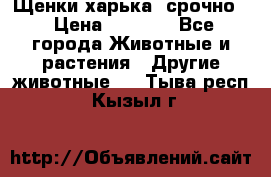 Щенки харька! срочно. › Цена ­ 5 000 - Все города Животные и растения » Другие животные   . Тыва респ.,Кызыл г.